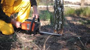 Best Fruit Tree Pruning  in Lakeland North, WA
