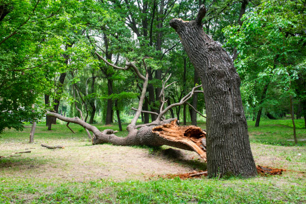 Best Tree Cabling and Bracing  in Lakeland North, WA