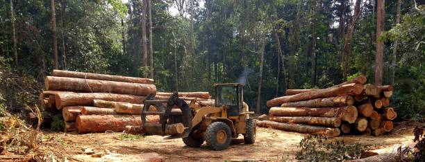 Lakeland North, WA Tree Care Company