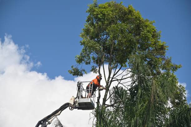 Best Tree Removal  in Lakeland North, WA