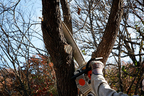 Best Stump Grinding and Removal  in Lakeland North, WA