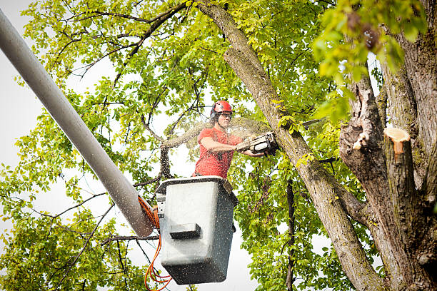 How Our Tree Care Process Works  in  Lakeland North, WA