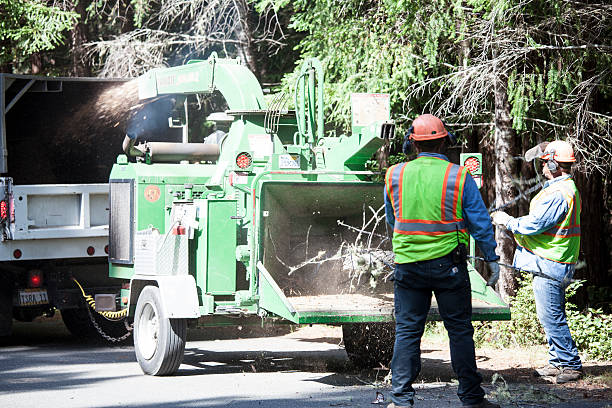 Best Tree Risk Assessment  in Lakeland North, WA