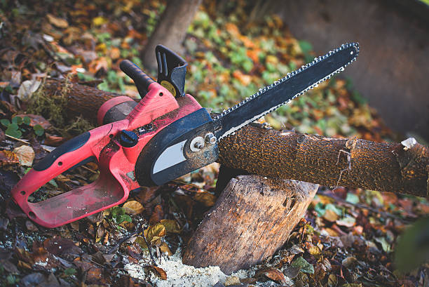 Best Hedge Trimming  in Lakeland North, WA